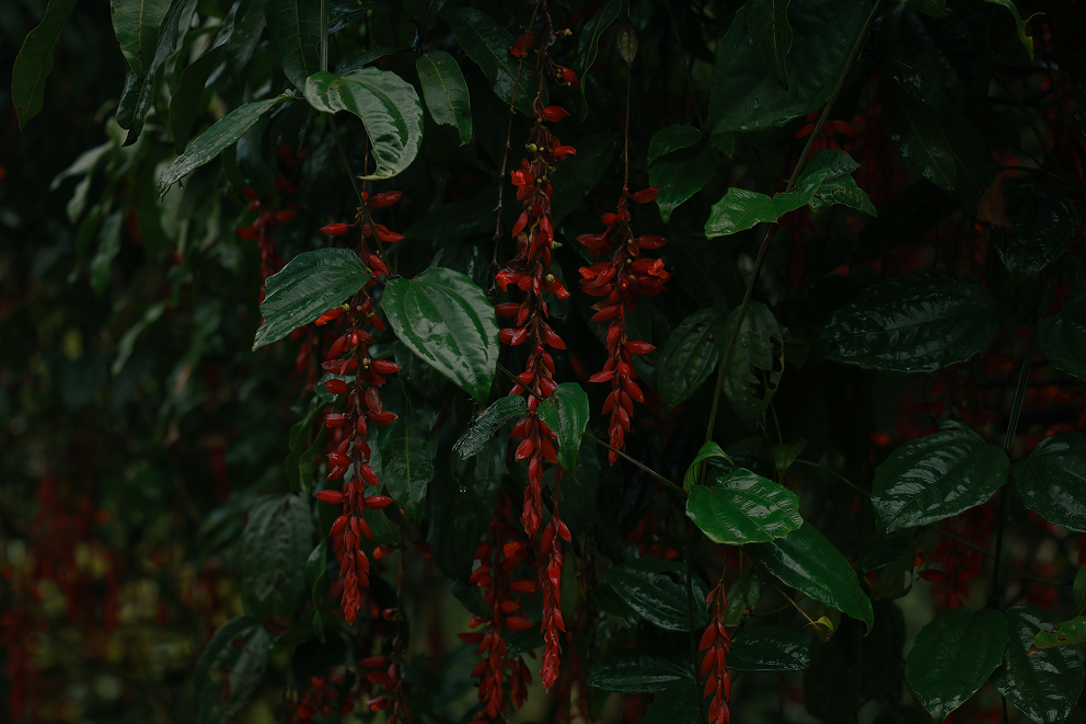 Aelam Acres Granary, Kerala - view 16