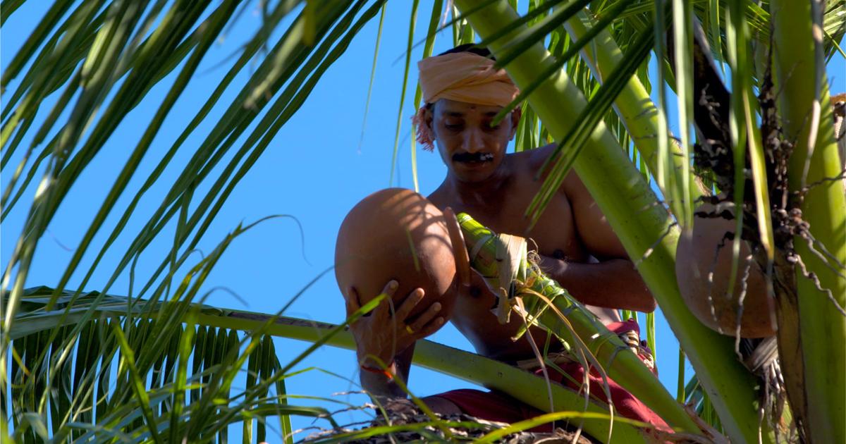 A toddy tapper working high up on a coconut palm in Kerala.